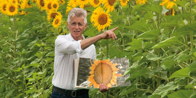 Mann mit Buch vor Sonnenblumenfeld