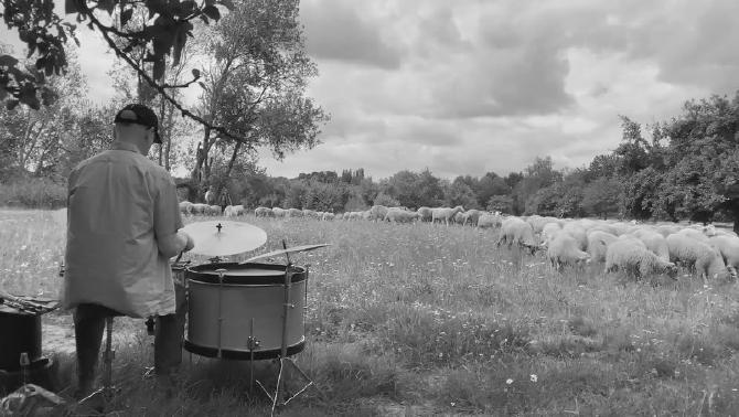 Schlagzeuger auf einer Wiese unter einem Baum vor einer Schafherde